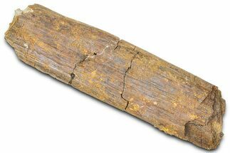 Hadrosaur (Edmontosaurus) Rib Section - Wyoming #381183