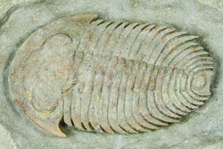 Lower Cambrian Bondonella Trilobite - Issafen, Morocco #381189