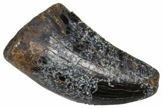 Serrated Tyrannosaur Tooth - Judith River Formation #381200