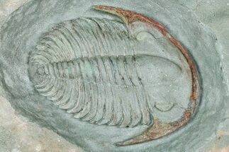 Lower Cambrian Trilobite (Termierella) - Issafen, Morocco #381205