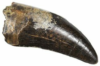 Tyrannosaur Tooth with Split Carina - Rare Pathology! #381206