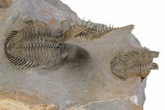 Triple Erbenochile Trilobite Association - Foum Zguid, Morocco #381177