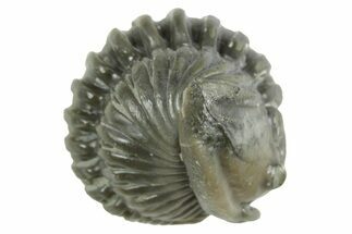 Wide Enrolled Flexicalymene Trilobite - Mt Orab, Ohio #380294