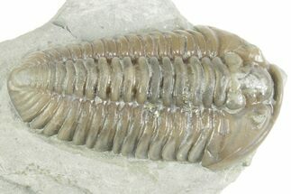 Prone Flexicalymene Trilobite - Mt Orab, Ohio #380317