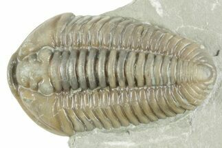 Prone Flexicalymene Trilobite - Mt Orab, Ohio #380327