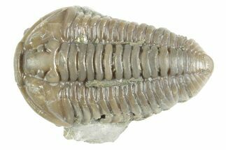 Prone Flexicalymene Trilobite - Mt Orab, Ohio #380330
