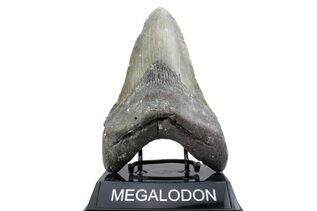 Fossil Shark Teeth For Sale