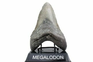 Huge, Fossil Megalodon Tooth - North Carolina #381342