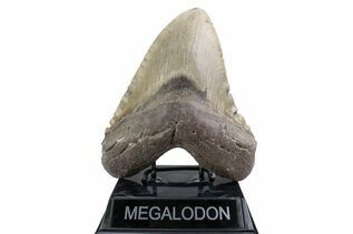 Fossil Shark Teeth For Sale