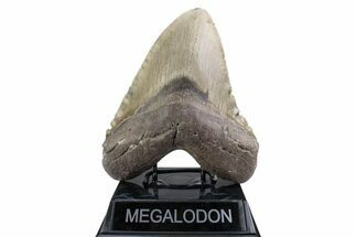 Huge, Fossil Megalodon Tooth - North Carolina #381347