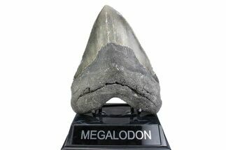 Huge, Serrated, Fossil Megalodon Tooth - North Carolina #381351
