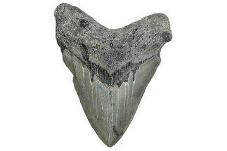 Fossil Megalodon Tooth - North Carolina #381368