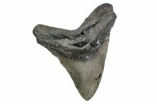 Fossil Megalodon Tooth - North Carolina #381378