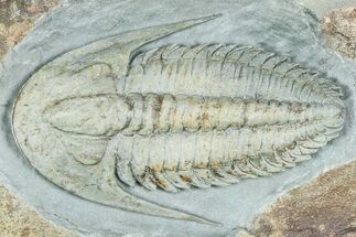 Lower Cambrian Trilobite (Termierella) - Issafen, Morocco #381246