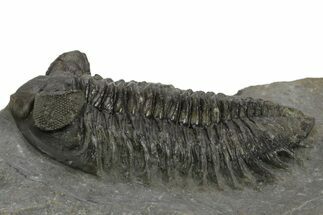 Bug-Eyed Coltraneia Trilobite Fossil - Ofaten, Morocco #381473