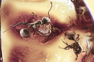 Two Detailed Fossil Ants (Dolichoderinae) In Baltic Amber #381219