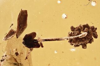 Detailed Fossil Thuja Cone, Stamen, and Leaves In Baltic Amber #381223