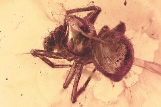 Detailed Fossil Spider (Araneae) In Baltic Amber #381224