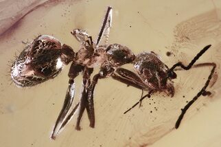 Detailed Fossil Ant (Yantaromyrmex) In Baltic Amber #381225