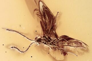 Detailed Fossil Parasitoid Wasp (Diapriidae) In Baltic Amber #381241