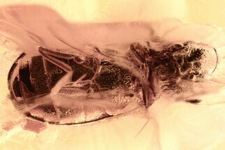 Fossil Beetle (Ptinidae) in Baltic Amber #381266