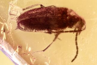 Detailed Fossil False Flower Beetle (Scraptiidae) in Baltic Amber #381273