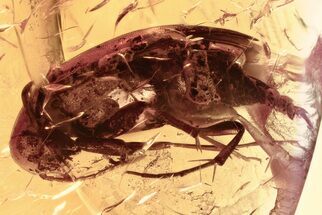 Detailed Fossil False Flower Beetle (Anaspidinae) in Baltic Amber #381275