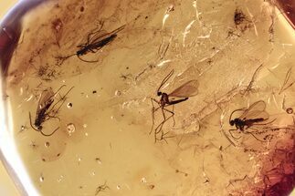 Fossil Dark-Winged Fungus Gnat Swarm (Sciaridae) In Baltic Amber #381300
