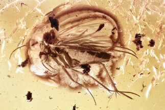 Detailed Fossil Fungus Gnat (Mycetophilidae) In Baltic Amber #381317