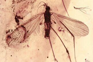Detailed Fossil Crane Fly (Limoniidae) In Baltic Amber #381332