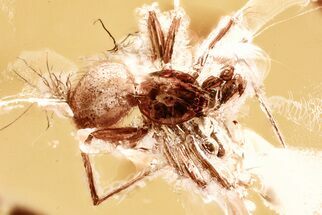 Detailed Fossil Spider (Araneae) In Baltic Amber #381482