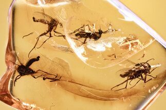 Four Detailed Fossil Fungus Gnats (Mycetophilidae) in Baltic Amber #381496