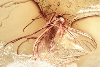 Fossil Dark-Winged Fungus Gnat (Sciaridae) In Baltic Amber #381501