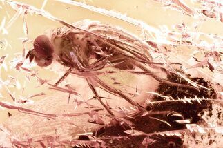 Detailed Fossil Long-Legged Fly (Dolichopodidae) in Baltic Amber #381503