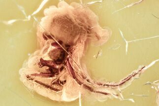 Detailed Fossil Spider (Araneae) In Baltic Amber #381505
