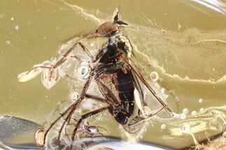 Detailed Fossil Long-Legged Fly (Dolichopodidae) in Baltic Amber #381574