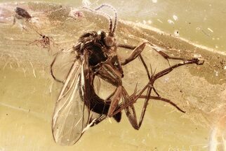 Detailed Fossil Scale Insect and Fungus Gnat in Baltic Amber #381576