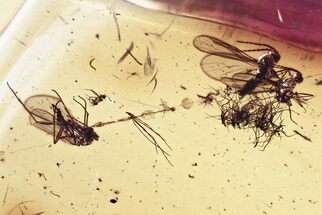 Fossil Dark-Winged Fungus Gnats w/ Spider Webs In Baltic Amber #381580