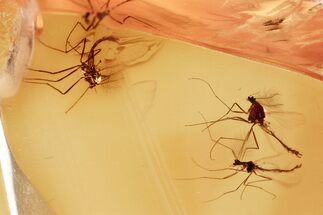 Three Fossil True Midges (Chironomidae) in Baltic Amber #381586