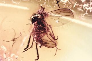 Detailed Fossil Long-Legged Fly (Dolichopodidae) in Baltic Amber #381591