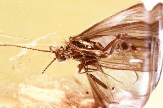 Detailed Fossil Caddisfly (Trichoptera) In Baltic Amber #381593