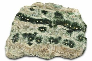 Polished Orbicular Ocean Jasper Slab - Madagascar #382012