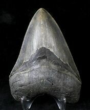 Nicely Serrated Megalodon Tooth - North Carolina #19976