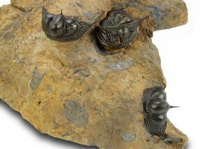 Onnia Trilobite Cluster - Blekos, Morocco #381641