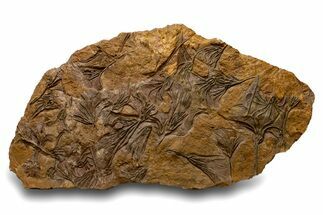 Ordovician Fossil Crinoid Plate - Marzane, Morocco #322436