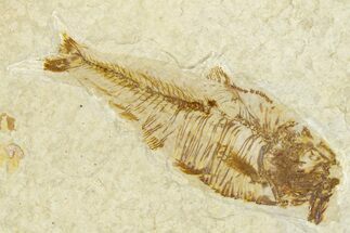 Bargain, Fossil Fish (Diplomystus) - Wyoming #379487
