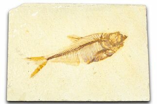 Detailed Fossil Fish (Diplomystus) - Wyoming #379498