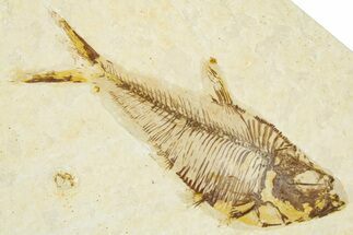 Detailed Fossil Fish (Diplomystus) - Wyoming #379501