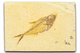Detailed Fossil Fish (Diplomystus) - Wyoming #379509