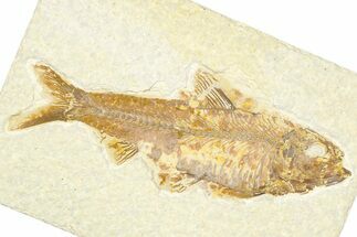 Detailed Fossil Fish (Knightia) - Wyoming #379534